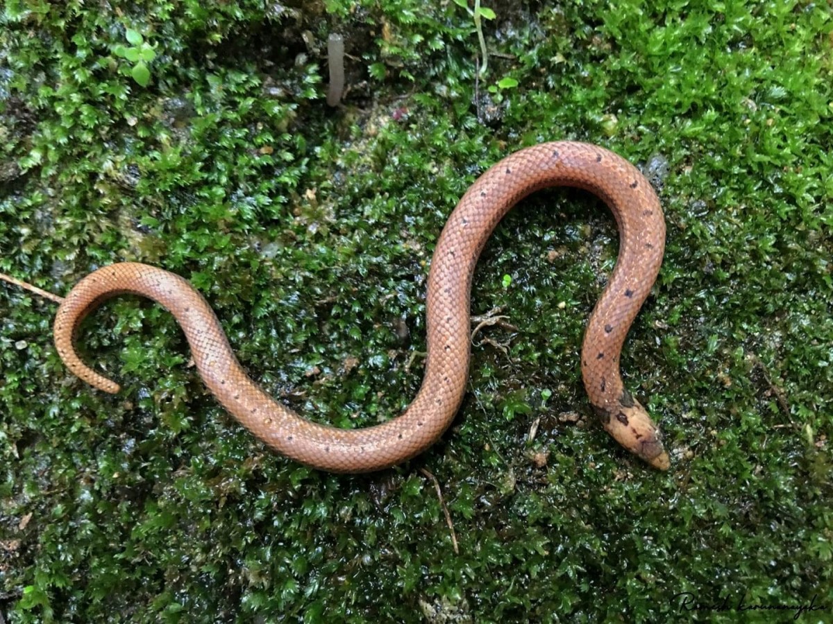 Aspidura brachyorrhos Boie, 1827